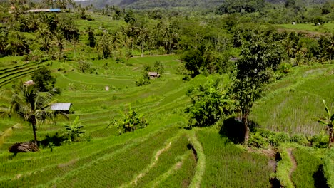 Aerial-wide-shot-over-rice-fields-in-rural-Bali,-Indonesia