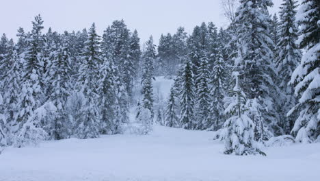Winter-forest-landscape-handheld-shot