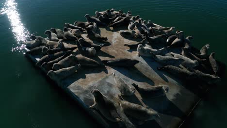 Seals-taking-in-the-sun-in-the-bay-on-a-concrete-pier-slab