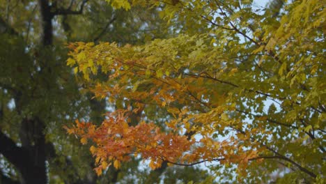 Ein-Clip-Eines-Baumes-Mit-Blättern,-Die-Im-Herbst-Im-Wind-Wehen
