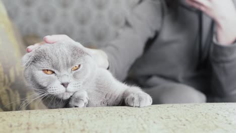 Eine-Niedliche-Graue-Scottish-Fold-Katze-Sitzt-Auf-Einem-Sofa-Und-Sieht-Sich-Um