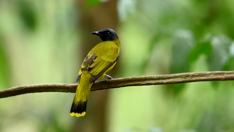 Black-headed-Bulbul,-Pycnonotus-atriceps,-as-seen-from-its-back-looking-around-curiously-while-its-singing-some-songs-as-a-soft-wind-blows-in-the-forest-moving-the-bokeh-of-trees-at-the-background