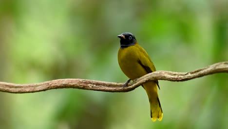 Black-headed-Bulbul,-Pycnonotus-atriceps,-faces-front-as-perched-on-a-vine,-looks-around-curiously-and-then-takes-off