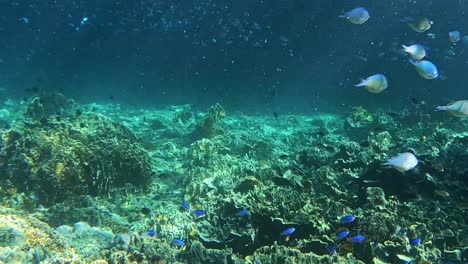 Santuario-Acuático-Y-Vibrante-Arrecife-De-Coral-Bajo-La-Superficie-Del-Océano