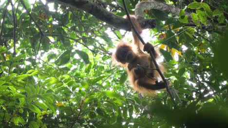Slow-motion-shot-of-wild-orangutan-baby-in-tree-in-Bukit-Lawang,-Sumatra,-Indonesia