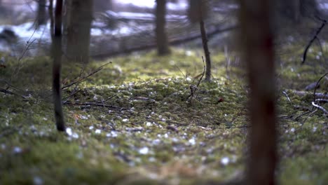 Closeup-of-moss-in-bavarian-forest