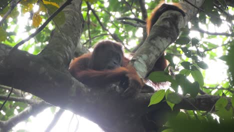 Slow-motion-shot-of-wild-female-orangutan-chilling-in-tree-top-in-Bukit-Lawang,-Sumatra,-Indonesia