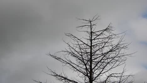 Dead-tall-pine-tree-against-a-backdrop-of-moving-time-lapse-clouds