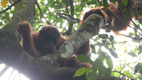 Slow-motion-shot-of-wild-female-orangutan-and-baby-looking-down-from-tree-and-moving-around-in-Bukit-Lawang,-Sumatra,-Indonesia