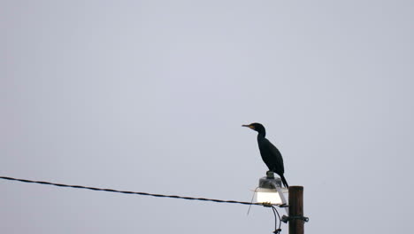 Cormorant-standing-on-a-lamppost-and-looking-around