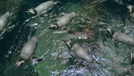 Eine-Schule-Von-Pinguinen,-Die-Zusammen-Im-Kreis-Schwimmen