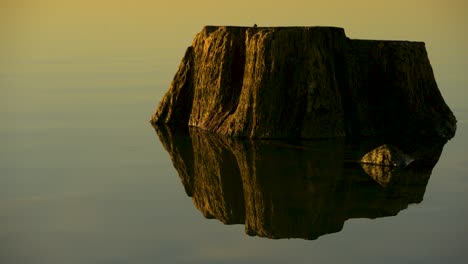 Old-soaked-tree-stump-in-a-lake,-during-sunset