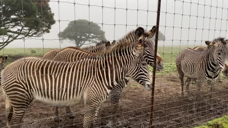 Grevy-Zebras,-Die-Am-Zaun-Eines-Vom-Aussterben-Bedrohten-Wildreservats-Gesellig-Sind
