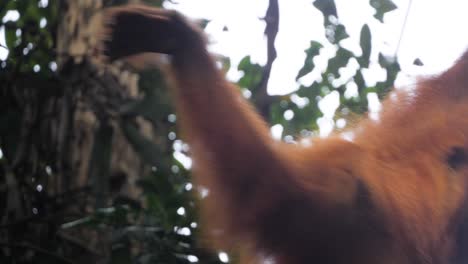 Closeup-slow-motion-shot-of-young-orangutan-swinging-from-tree-to-tree-in-Bukit-Lawang,-Sumatra,-Indonesia