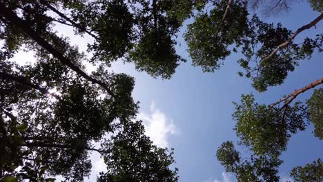 Nachschlagen-Im-Mangrovenwald-Am-Morgen-Mit-Morgendlicher-Sonneneruption-Am-Blauen-Himmel