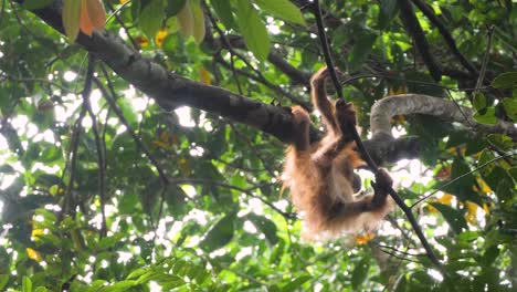 Wild-orangutan-baby-climbing-on-his-own-in-tree-in-Bukit-Lawang,-Sumatra,-Indonesia