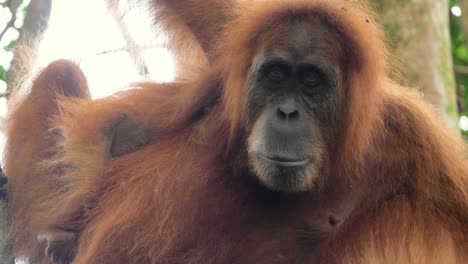 Slow-motion-closeup-shot-of-wild-orangutan-looking-in-the-camera-in-Bukit-Lawang,-Sumatra,-Indonesia