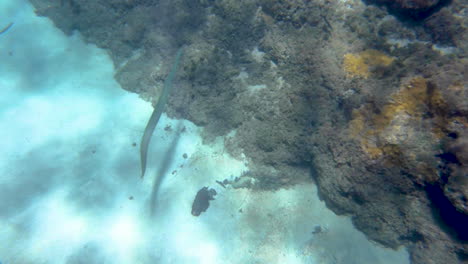Top-down-view-of-needlefish-swimming-along-Hawaiian-coral-reef