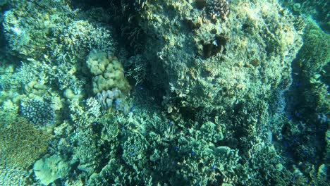 Underwater-view-of-rocky-coral-reefs,-small-fishes-swimming-around