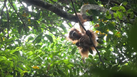Wild-orangutan-baby-in-tree-in-Bukit-Lawang,-Sumatra,-Indonesia