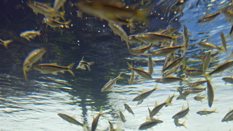 Unterwasseraufnahme-Einer-Großen-Schule-Kleiner-Fische,-Die-In-Klarem-Wasser-Schwimmen