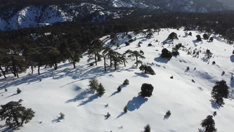 Drone-shot-flying-over-the-unspoiled-snowy-forest-on-Troodos-Mountain,-Cyprus