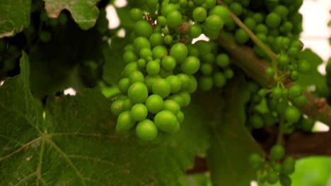 Green-grapevine-growing-in-sun-in-rows