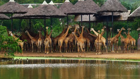 A-large-group-of-giraffes-stand-under-thatched-roofs-near-still-water