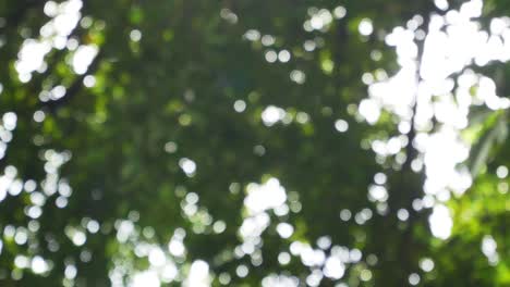 Blurred-out-of-focussing-technique-of-the-tree-leaves-with-sunshine-through-the-tree-in-summer-daytime