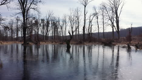 Frozen-swamp-and-stern-winter-wonderland-in-Slovakia,-Europe---sunny-day---Backward-moving-shot