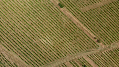 Top-down-aerial-shot-of-vineyard-in-Chianti-region,-Italy