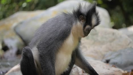Slow-motion-close-up-shot-of-Thomas's-Leaf-Monkey-eating-and-drinking-from-jungle-stream-in-Bukit-Lawang,-Northern-Sumatra