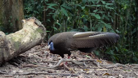 Slow-motion-shot-of-male-Great-Argus-feeding-on-the-forest-floor-in-rainforest-in-Bukit-Lawang,-Sumatra,-Indonesia