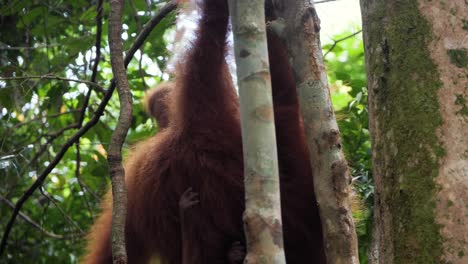 Slow-motion-shot-of-wild-orangutan-mother-hanging-from-tree-in-Bukit-Lawang,-Sumatra,-Indonesia