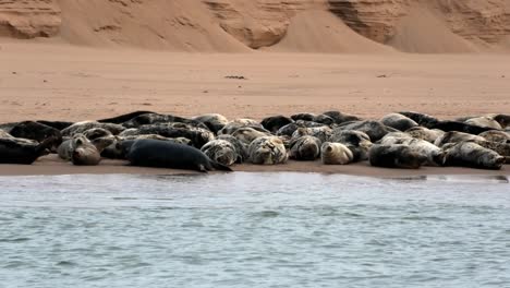 Grey-seals-hauled-up-on-a-beach-on-the-Ythan-estuary-Aberdeenshire-Scotland