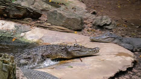A-crocodile-comes-out-of-the-water,-passing-by-two-other-ones-that-are-resting