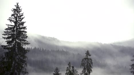 Zeitraffer-Von-Nebel-Im-Wald
