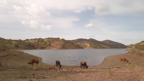 Cows-with-baby-calves-grazing-by-edge-of-lake,-Static-Wide-Landscape