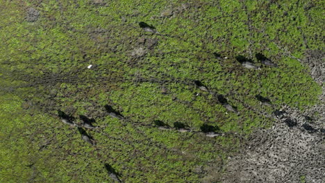 Aerial:-Drone-Sri-Lanka-Wildlife-Buffalo