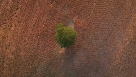 Top-down-circling-shot-over-lone-tree-in-a-field-in-Tuscany-Italy