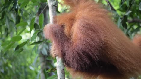 Closeup-shot-of-young-wild-orangutan-looking-around-and-hiding-behind-arm-in-Bukit-Lawang,-Sumatra,-Indonesia
