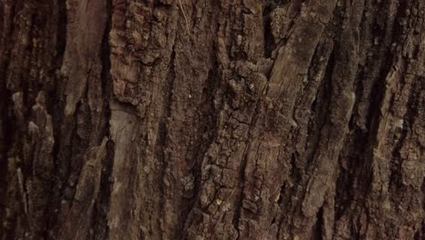Texture-of-bark-on-brown-tree-trunk,-Closeup-Pedestal-Up