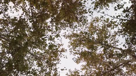Looking-up-at-green-and-yellow-leaves-on-fall-trees,-walking-forward
