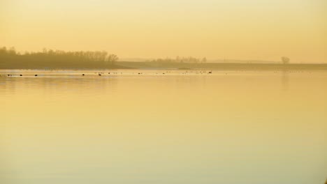 Birds-on-a-tranquil-lake-during-a-yellow-foggy-sunset
