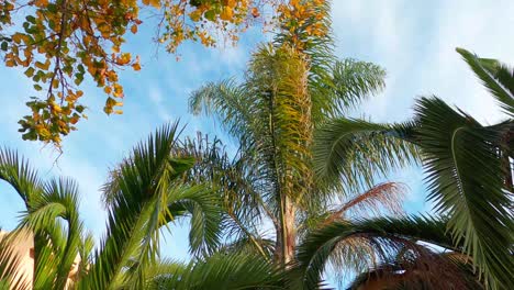 Schöne-Palmen-Und-Andere-Exotische-Pflanzen