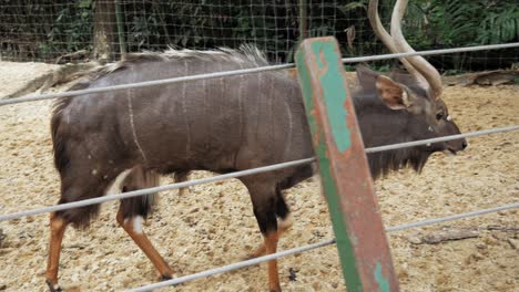 A-close-up-shot-of-a-male-nyala-walking-slowly-and-eating-from-the-ground-in-a-zoo