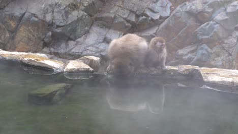 A-female-Macaque,-snow-monkey-with-her-offspring-taking-a-sip-of-the-warm-fresh-water-in-Nagano,-Japan---Close-up