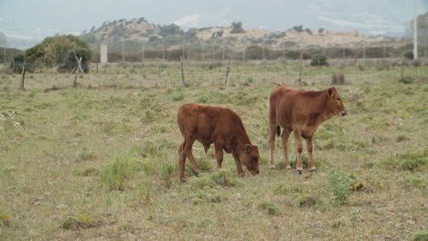 Two-brown-cows-eating-grass-in-a-farm,-one-looking-into-camera,-static-wide-shot