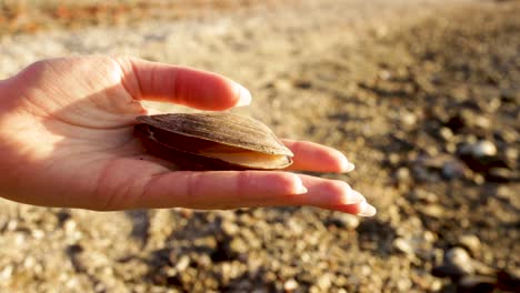 Female-hand-showing-a-mussel-shell-from-all-angles