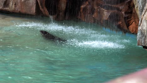 A-seal-swims-in-clear-water-in-Safari-World's-pool-in-Bangkok,-Thailand